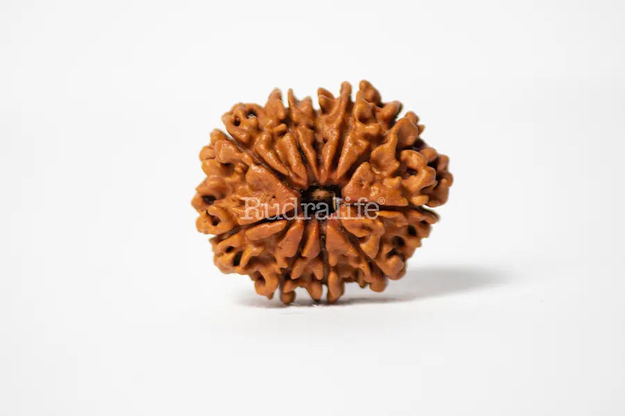 1 Mukhi Rudraksha