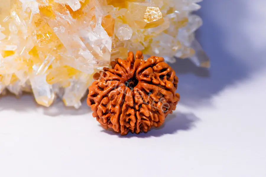 10 Mukhi Rudraksha