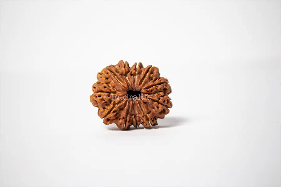 11 Mukhi Rudraksha