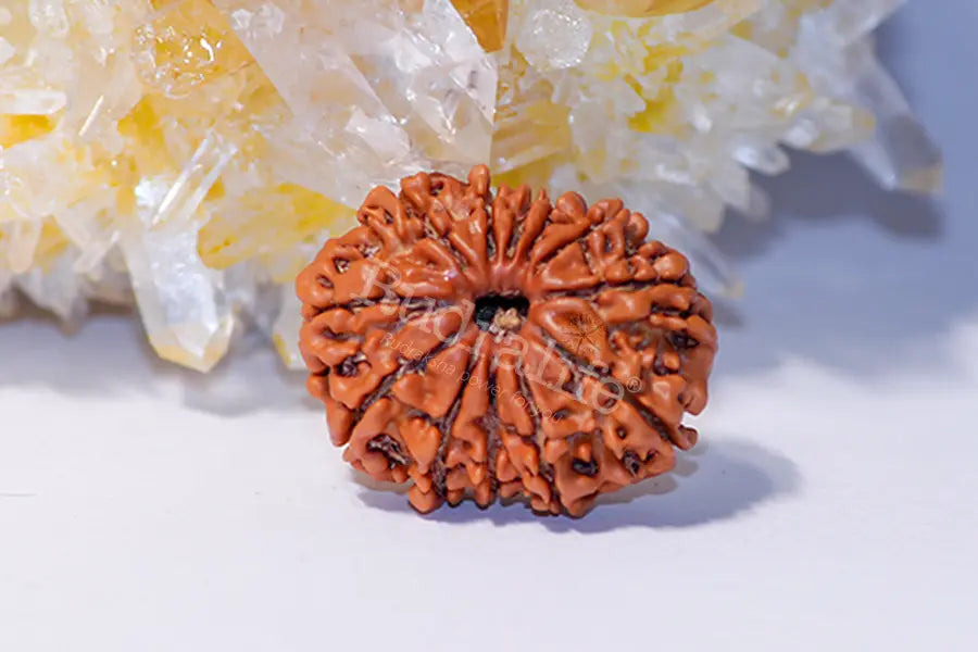 11 Mukhi Rudraksha