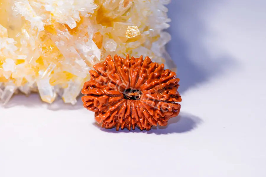 12 Mukhi Rudraksha