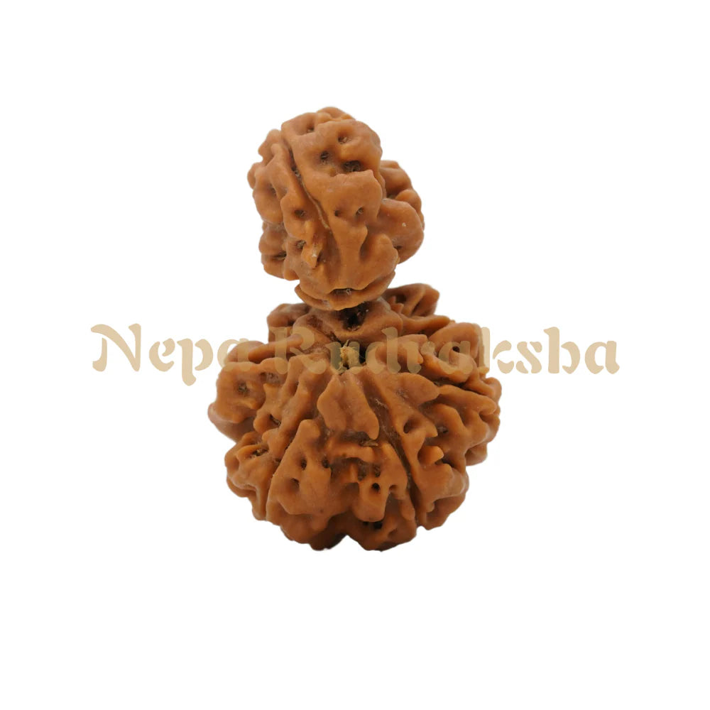 1 Mukhi Rudraksha