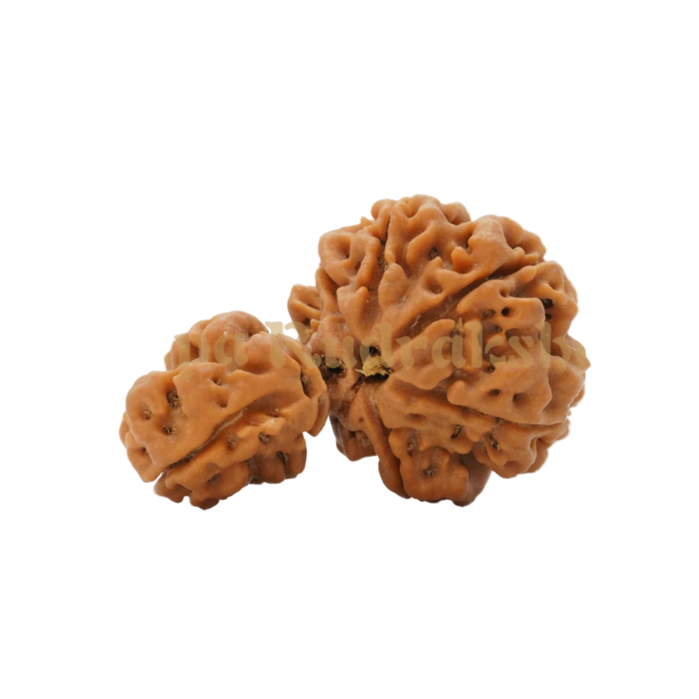 1 Mukhi Rudraksha
