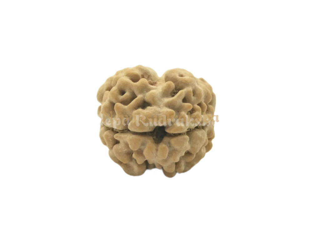2 Mukhi Rudraksha
