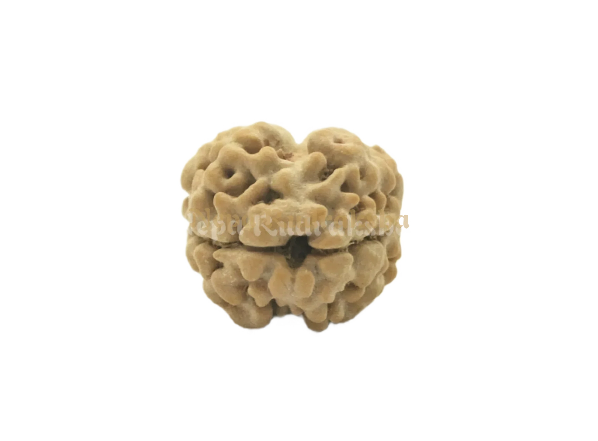 2 Mukhi Rudraksha