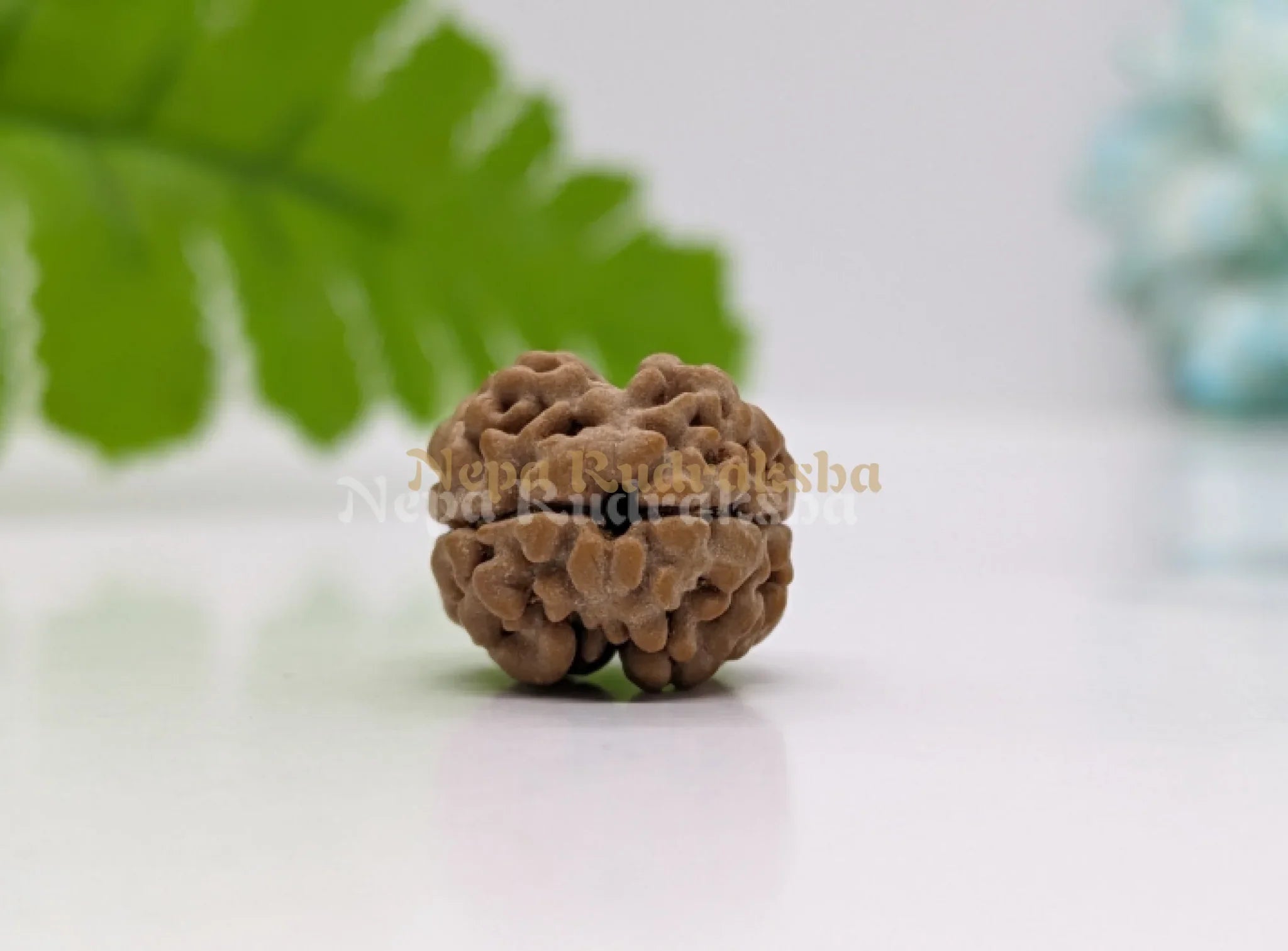 2 Mukhi Rudraksha