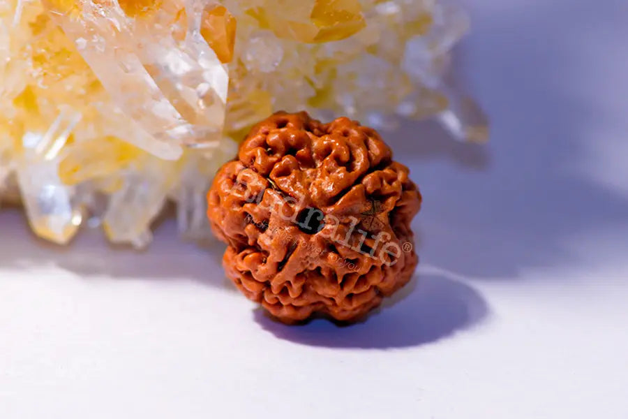 4 Mukhi Rudraksha