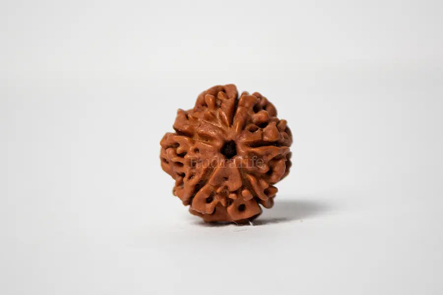 5 Mukhi Rudraksha