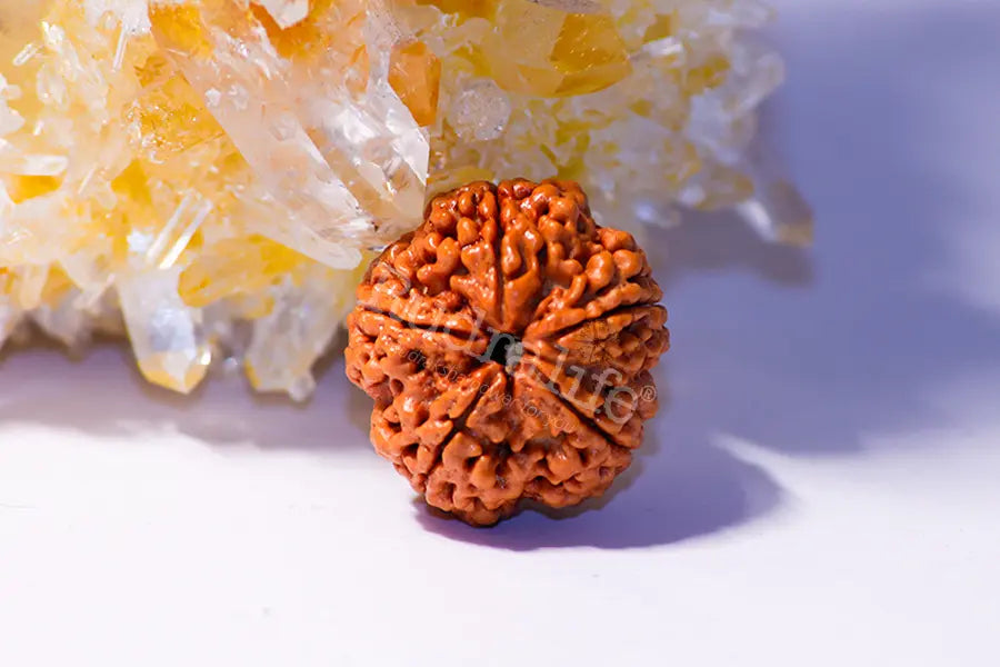 5 Mukhi Rudraksha
