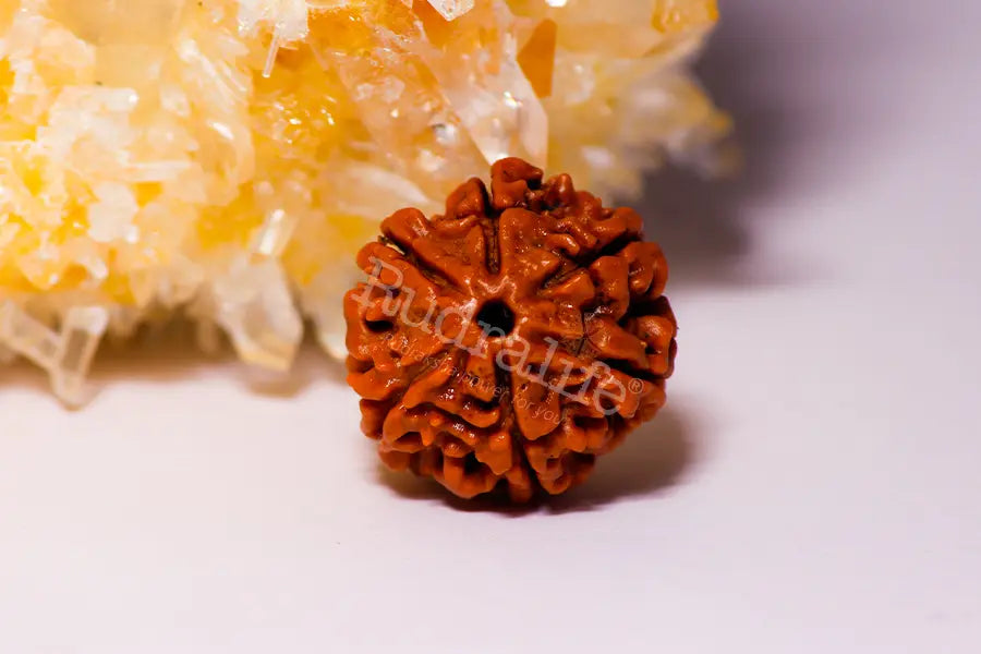 6 Mukhi Rudraksha
