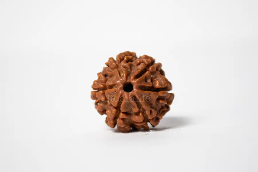 6 Mukhi Rudraksha