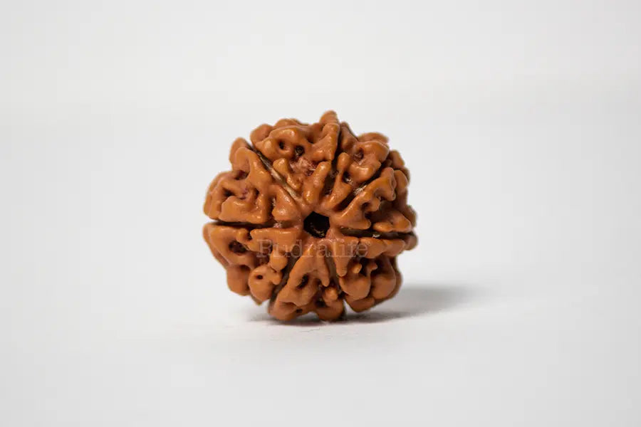 7 Mukhi Rudraksha