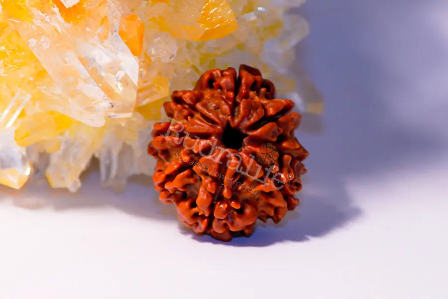 8 Mukhi Rudraksha