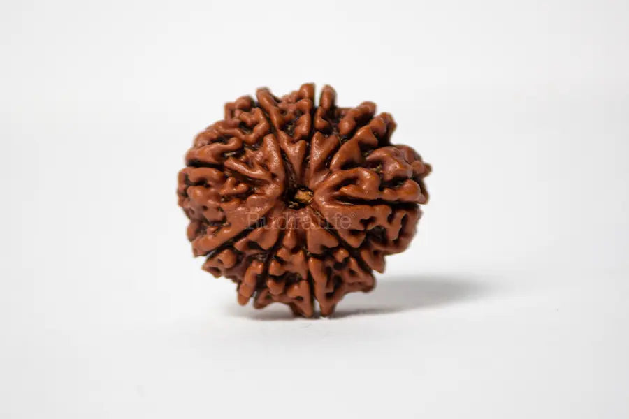 9 Mukhi Rudraksha