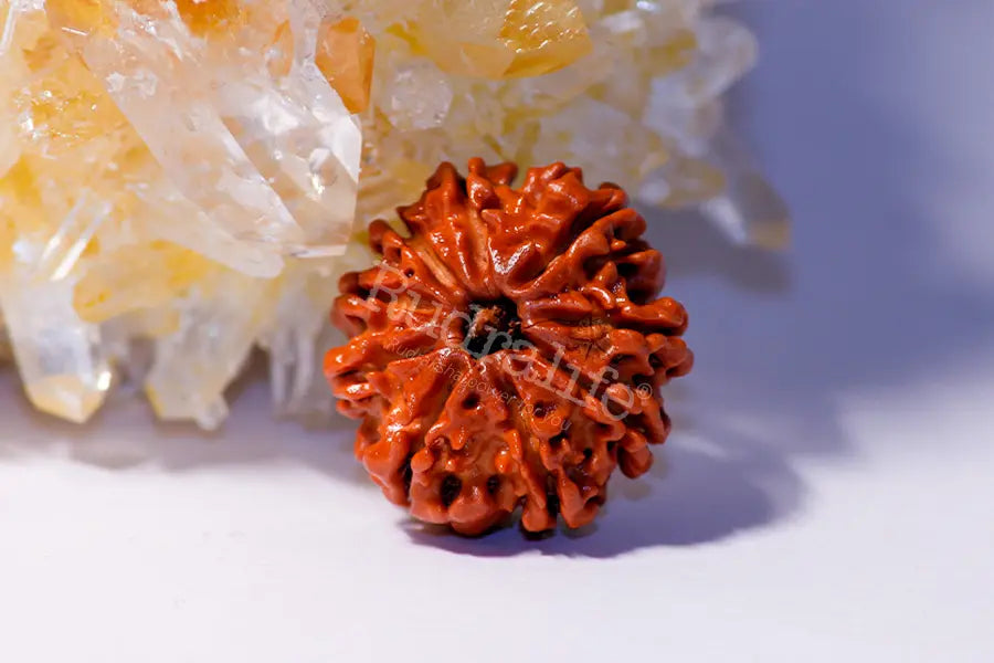 9 Mukhi Rudraksha